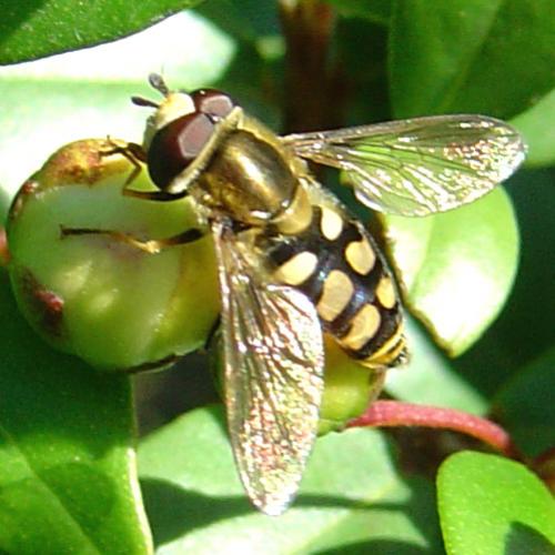 Eupeodes corollae