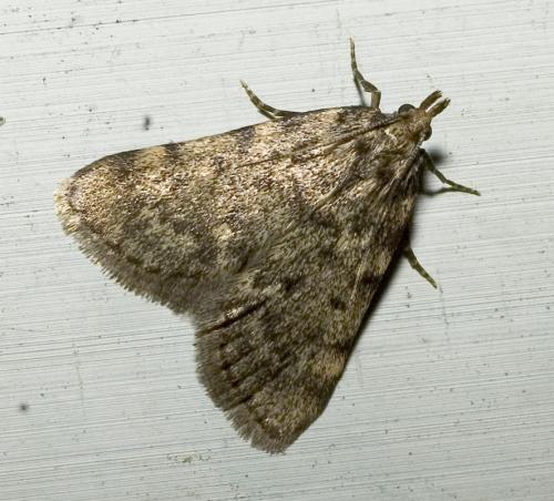 Réf. 15 500 : Aglossa pinguinalis