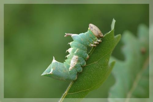 Harpyia milhauseri