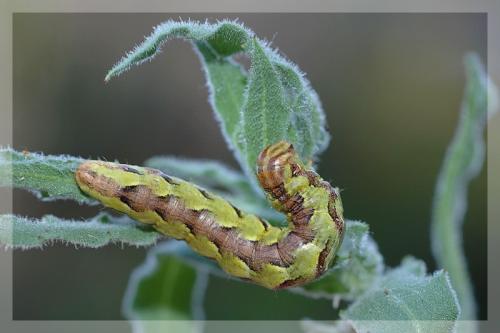 Réf. 15 197 : Cucullia sp.