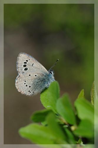 Glaucopsyche melanops