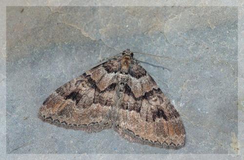 Réf. 15 385 : Catarhoe basochesiata