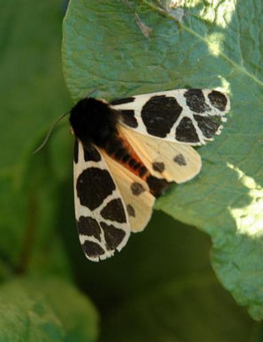 Arctia flavia