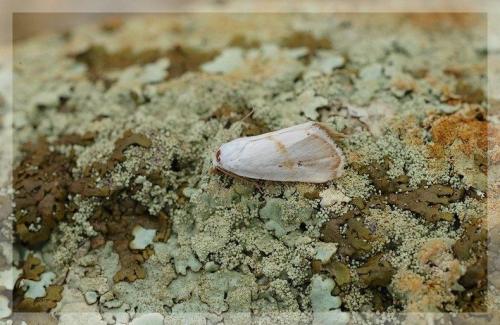 Eublemma pura