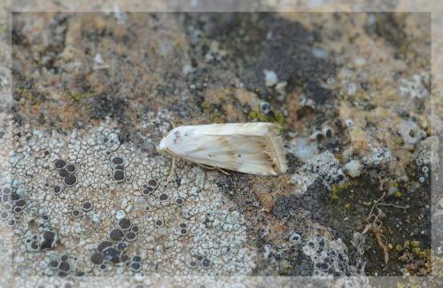 Eublemma ostrina