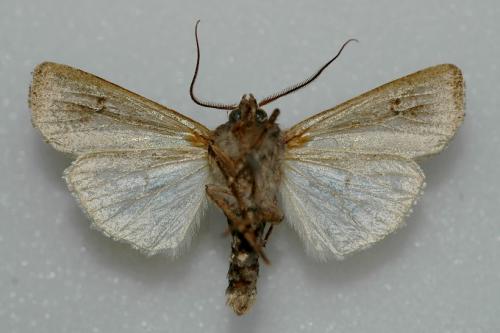 Euxoa temera