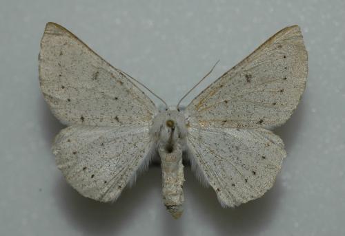 Dyscia royaria