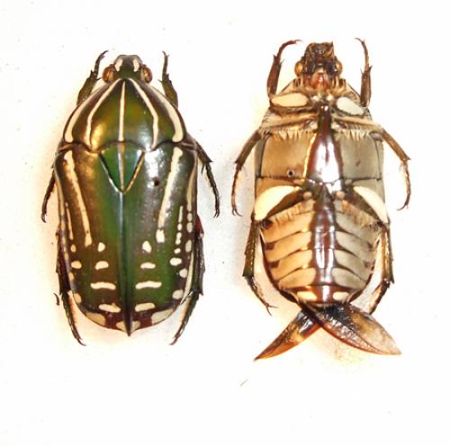 Réf. 15 847 : Rhabdotis sobrina