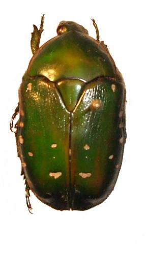 Rhabdotis aulica