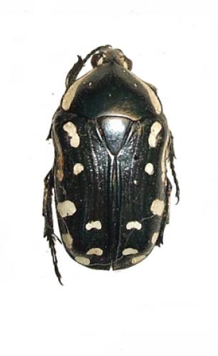 Rhabdotis albinigra