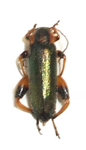 Osphya aeneipennis