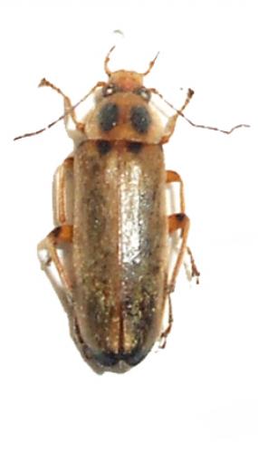 Réf. 15 875 : Osphya bipunctata