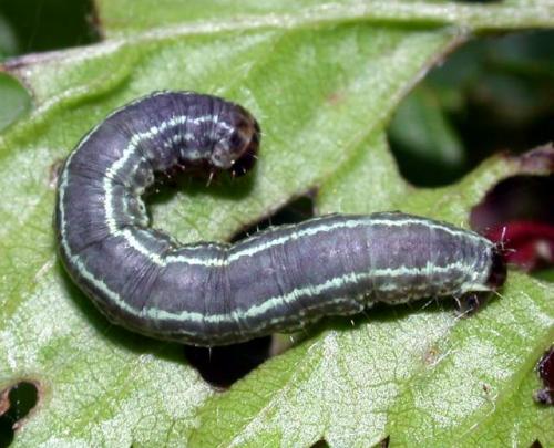Operophtera fagata