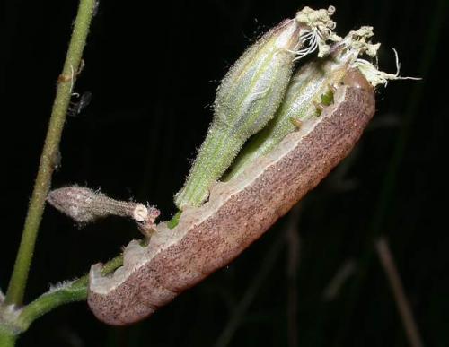 Ammoconia sp.