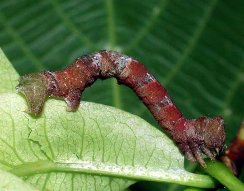 Biston strataria