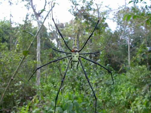 Réf. 15 152 : Nephila pilipes