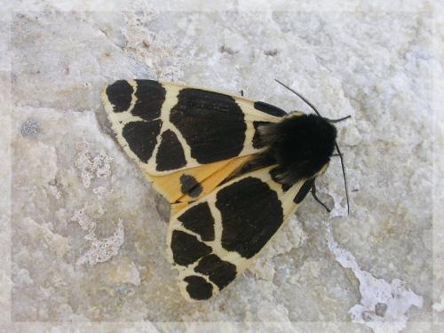 Arctia flavia