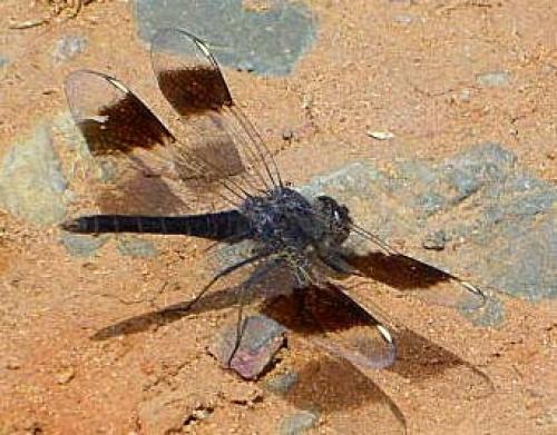 Brachythemis leucosticta