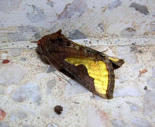Réf. 15 717 : Thysanoplusia orichalcea