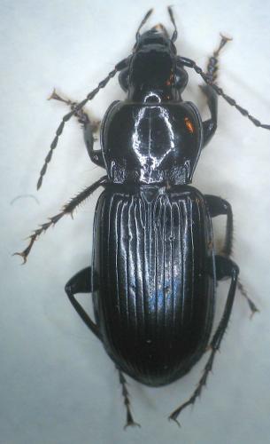 Réf. 15 920 : Pterostichus anthracinus