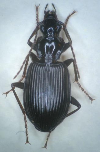 Platynus assimilis