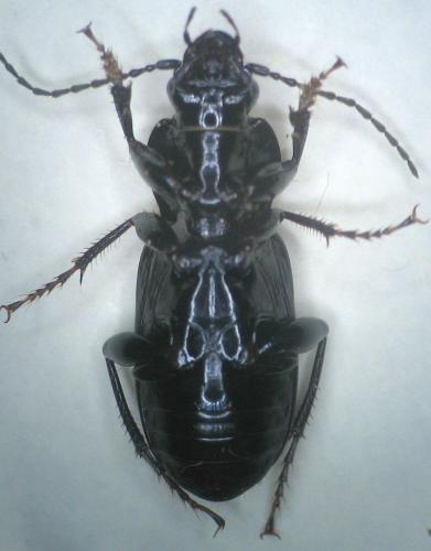 Pterostichus anthracinus