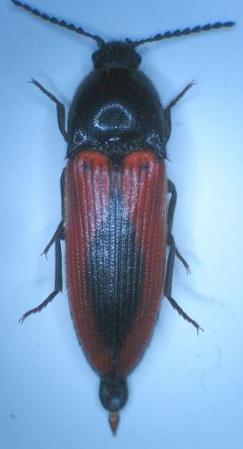 Réf. 15 434 : Ampedus sanguinolentus