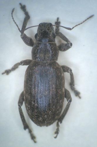 Brachyderes incanus