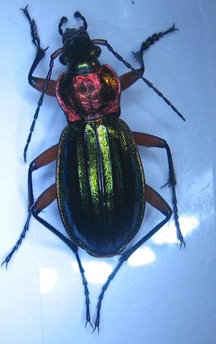 Réf. 15 901 : Carabus auronitens