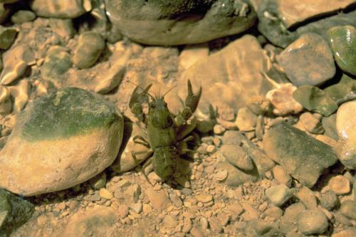 Austropotamobius pallipes