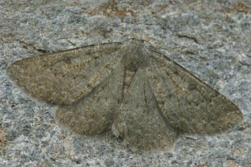 Gnophos obfuscata