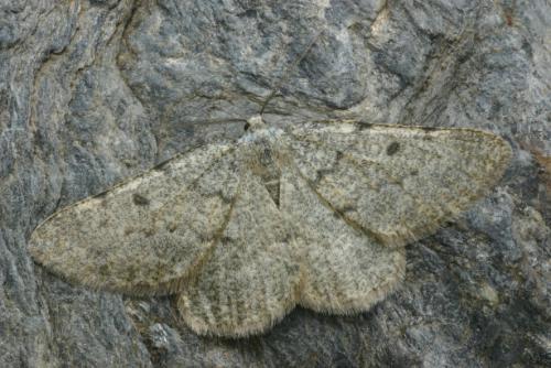 Elophos caelibaria