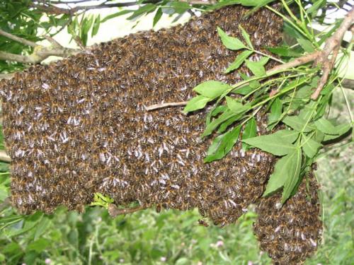 Réf. 15 944 : Apis mellifera