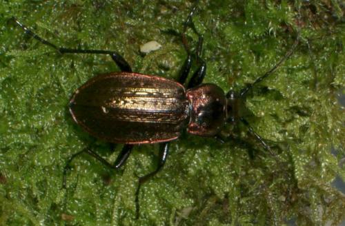Réf. 15 716 : Carabus arvensis