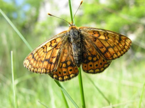 Réf. 15 771 : Euphydryas aurinia