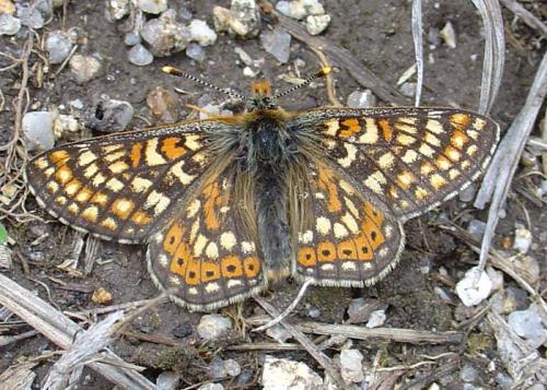Réf. 15 532 : Euphydryas aurinia