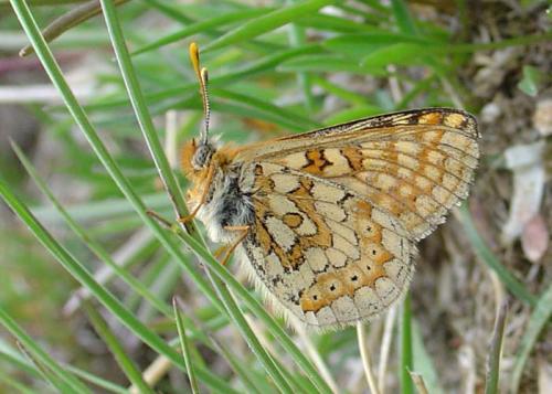 Euphydryas aurinia