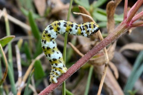 Eupithecia gueneata