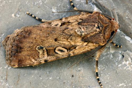 Euxoa sp.