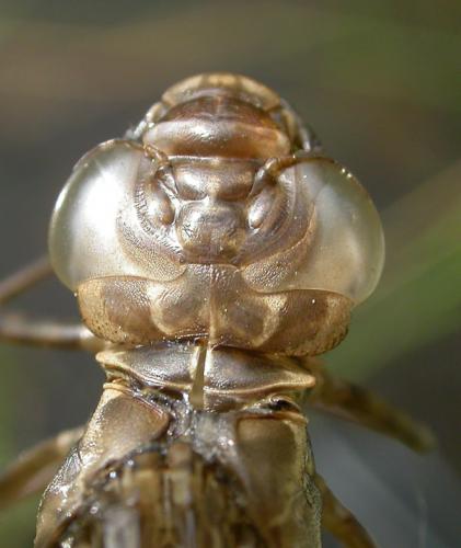 Anax imperator