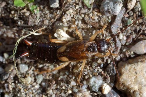 Forficula auricularia