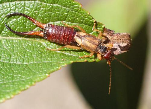 Forficula auricularia