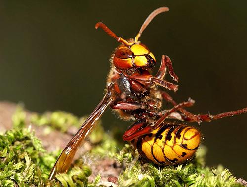 Vespa crabro