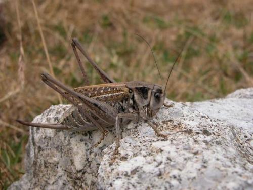 Réf. 15 022 : Decticus verrucivorus