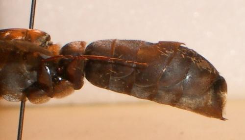 Dorylus nigricans