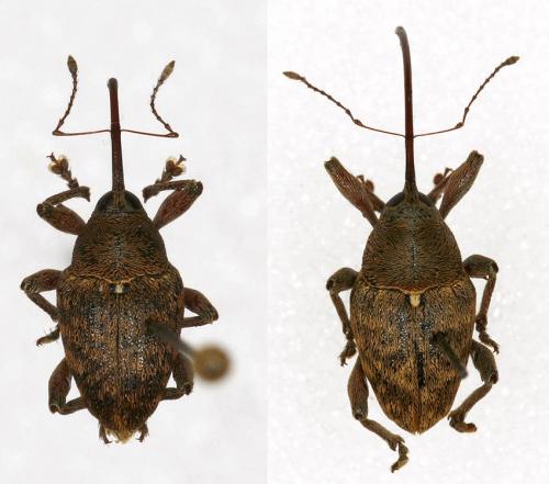Réf. 15 539 : Curculio glandium