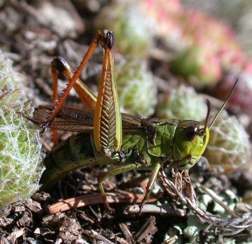 Gomphocerus sibiricus sibiricus