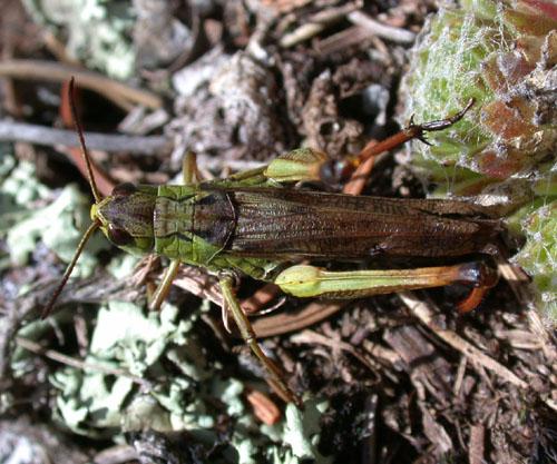 Gomphocerus sibiricus sibiricus