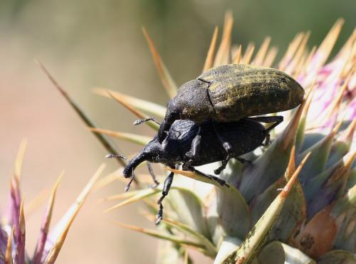 Larinus latus