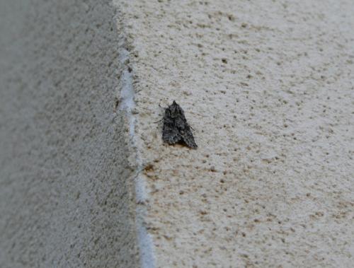 Xylocampa areola